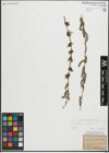Foto von Salix purpurea L.